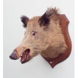 Mounted boars head on oak shield shaped plaque
