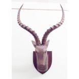 Mounted carved wooden Antelope head with horns