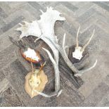 Collection of antlers,