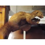 Taxidermy Weasel on branch