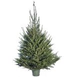 Ultimate Christmas Package including 6-7’ Norway Spruce Christmas Tree and £30 gift voucher