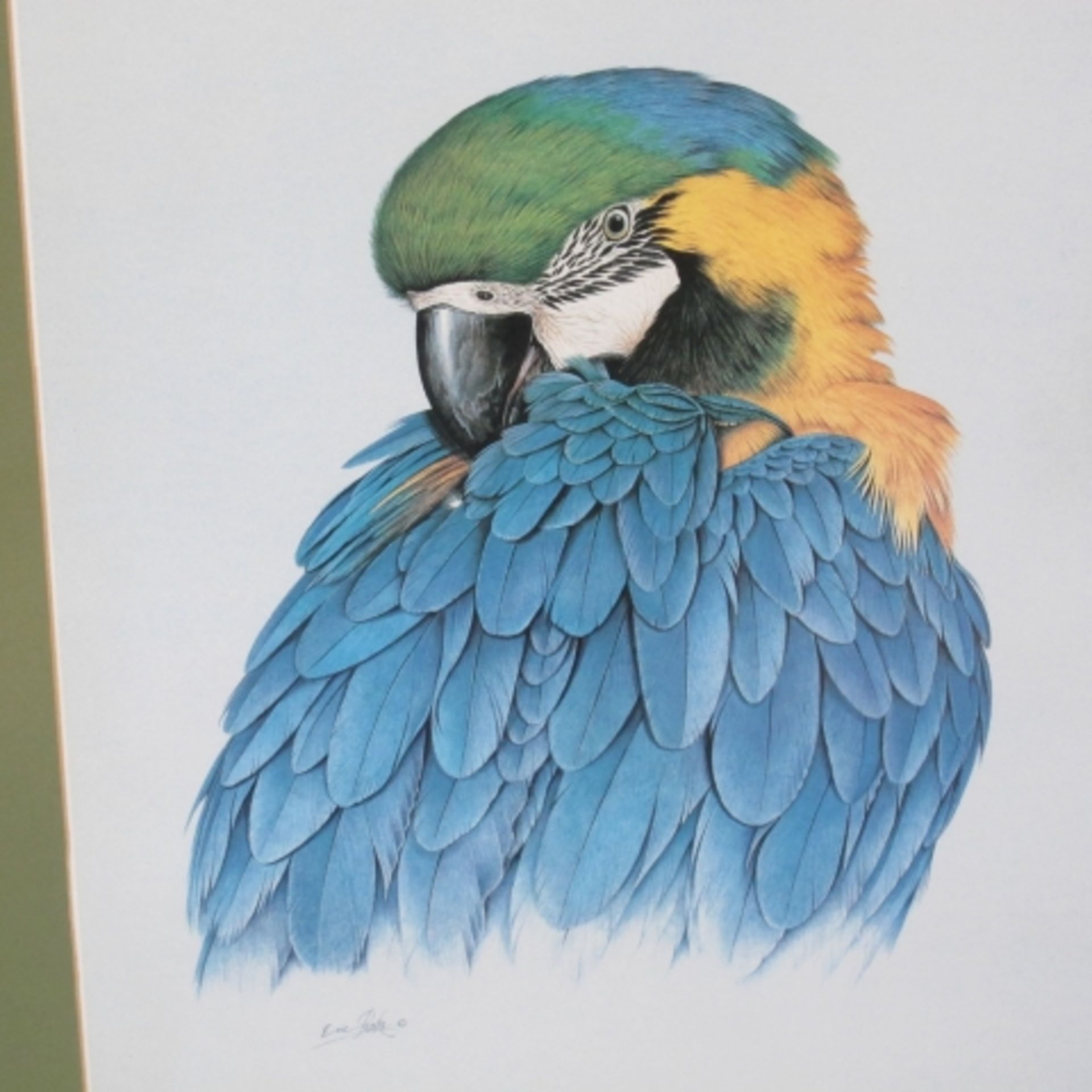A Limited Edition (202/350) Colour Print of a Blue And Gold Macaw 'Rhapsody In Blue' by Eric