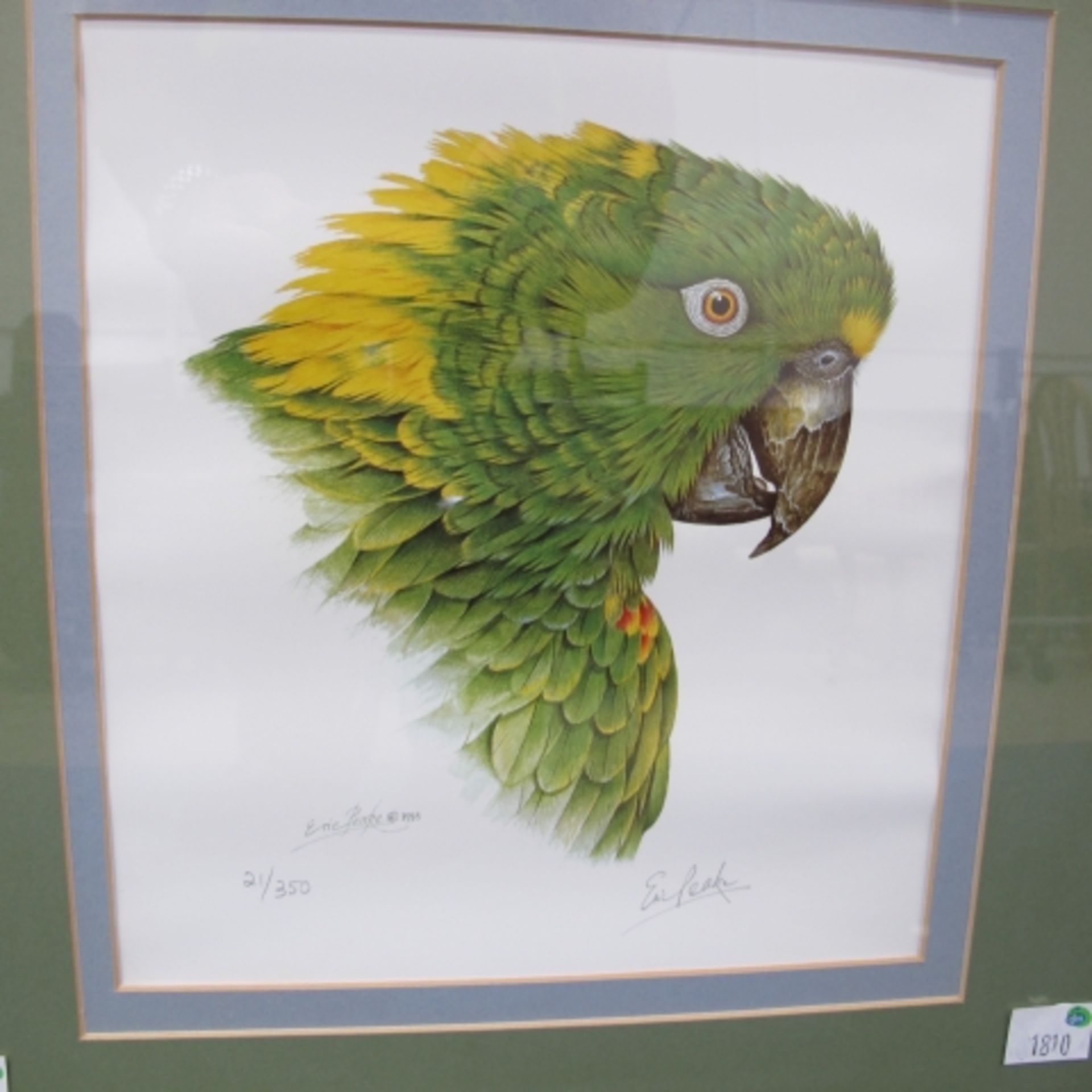 A Limited Edition (21/350) Colour Print of a Yellow Napped Amazon by Eric Peake (Signed By