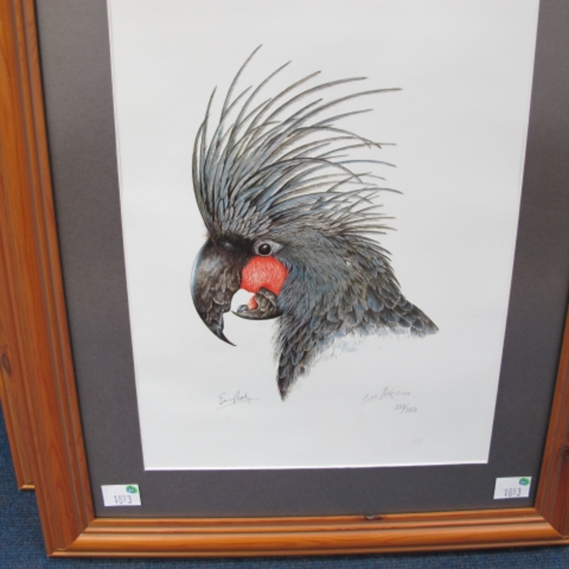 A Limited Edition (338/350) Colour Print of a Black Macaw by Eric Peake, Signed By The Artist (37.