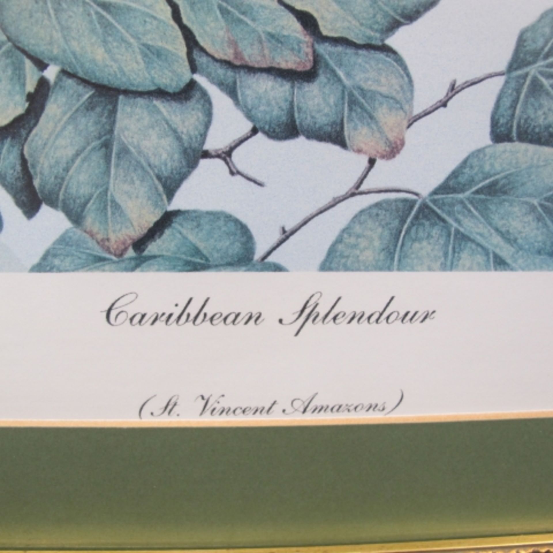 A Limited Edition (68/500) Colour Print of Two St Vincent Amazons 'Caribbean Splendour' by Eric - Image 2 of 2