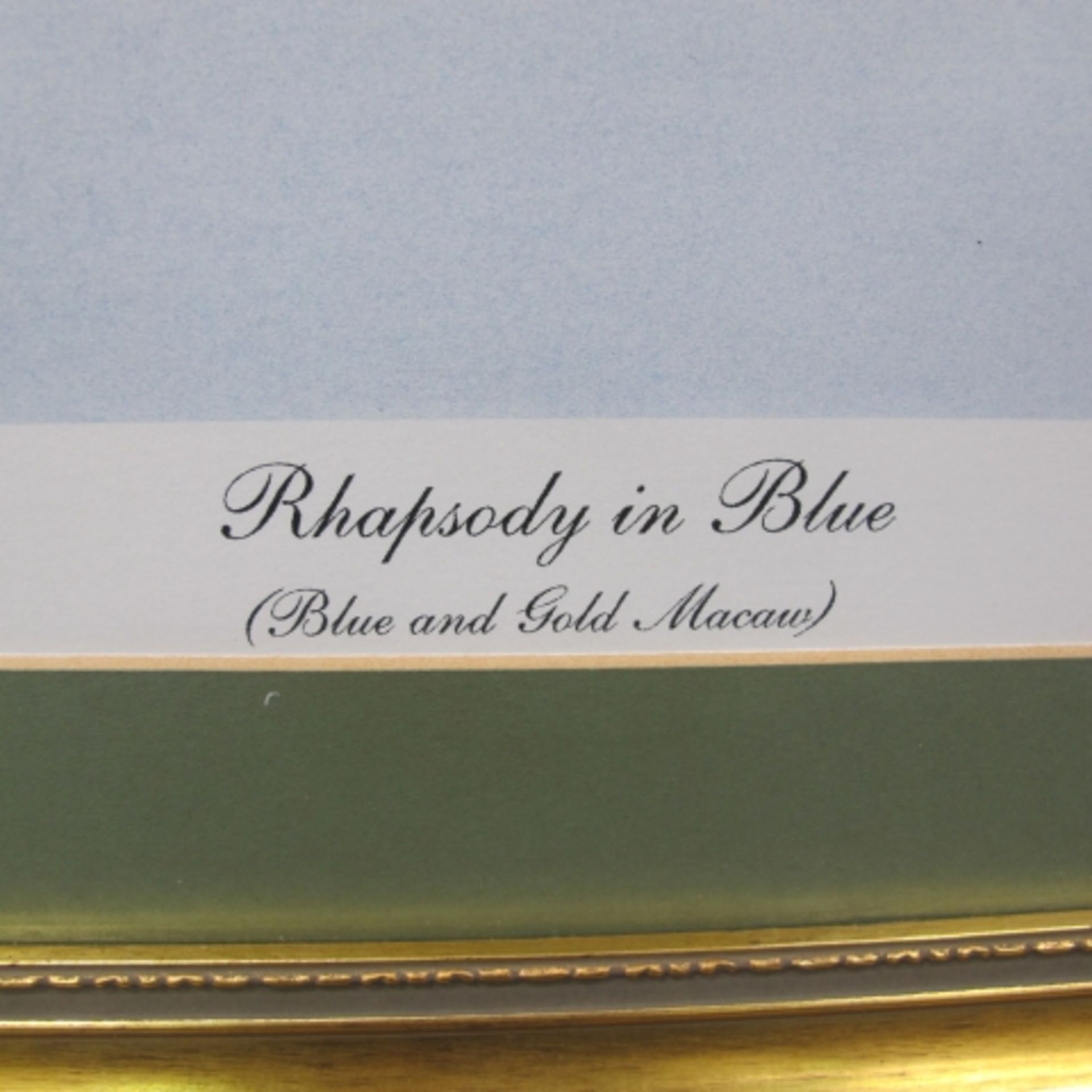A Limited Edition (202/350) Colour Print of a Blue And Gold Macaw 'Rhapsody In Blue' by Eric - Image 2 of 2