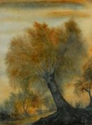 Watercolour drawing, tree at dawn/sunset