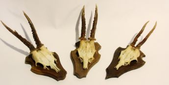 A collection of mounted deer antlers