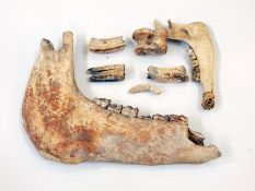 Fossil jaw bone with teeth and bits of teeth and jaw