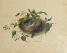 19th century English School (JA) 
Watercolour 
A pair of hummingbirds with convolvulus and fruit,