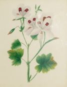 19th century English School
Watercolour
A pair of floral studies, one signed Isabel 1850,