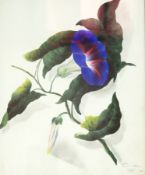 19thc English School
Watercolour
A still life floral study of convolvolus, signed Louisa Milnes,