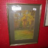 A framed and glazed pastel drawing of a tulip tree (Pavlownia) at the Hermitage, Harrow, signed,