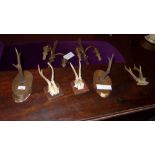 A collection of four oak mounted antlers and an unmounted pair (5)