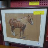 A pastel study portrait of a horse 'Kitty' by J.H. Shelley