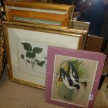 A set of three botanical prints and two duck prints