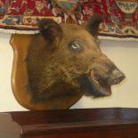 A mounted taxidermy of a wild boar