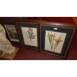 Three Botanical prints glazed and in carved oak frames