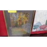 A framed and glazed pastel drawing of a tulip tree (Paulownia) in the garden of the Hermitage,