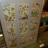 A set of three colour prints botanical studies framed and glazed