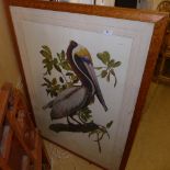 A large colour print ornithology study of a ''Brown Pelican'' framed glazed