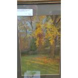 A framed and glazed pastel drawing of a tulip tree (Paulownia) in the garden of the Hermitage,