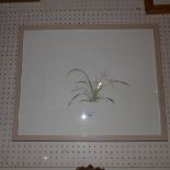 A watercolour of a wild orchid by Talia Levahi signed in pencil to the border in a light oak frame