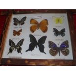 Two wall mounted cases of butterflies