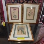 Three botanical hand coloured engravings published in 1800 by W Curtis for botanical magazine framed