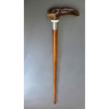 A horn handled walking cane, the handle fashioned in the form of a hare's head, fitted hallmarked