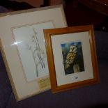 A limited edition print of a Barn Owl signed in pencil together with a print botanical study of