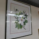A watercolour of magnolias by C. Reilly