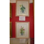 Margaret Murray - a pair of watercolours and pencil studies titled 'Anthurium Leaves with Arum'