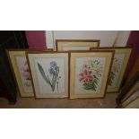 A set of five framed and glazed botanical prints