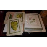 A collection of unframed but mounted botanical prints including several C19th lithographs