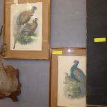 A pair of pheasant prints