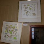 John Norris Wood: ''Exotic frogs from life'' an artist proof an colour print signed in pencil