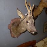 A mounted taxidermy of a Roe Deer