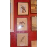 Three framed prints of falcons, one by Mark Chester, signed to the mount