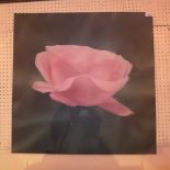 An unframed contemproary canvas 'Pink Rose III' by Daniel Crawshaw details to verso