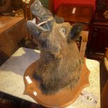 A large taxidermy wild boar's head mounted