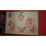 A retro 1950s medical wall hanging depicting the female reproductive system.