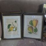 A collection of botanical prints of plants and fruits,