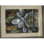 A well executed 20th century pastel drawing of a cabbage plant framed and glazed and a framed Seurat