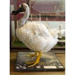 A 20TH CENTURY TAXIDERMY STUDY OF 'THE WHITE DODO OF REUNION', with white feathers, brown forehead