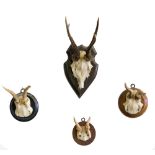 A LARGE COLLECTION OF ASSORTED ANTELOPE AND STAGS HORNS, late 19th to early 20th century, thirty