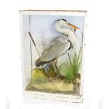 A GREY HERON MOUNTED IN A GLAZED CASE, depicting the heron standing on a marsh bed amid reeds and