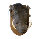 A LATE 19TH CENTURY TAXIDERMY STUDY OF A WARTHOG MOUNTED ON A WOODEN SHIELD, the shield made from