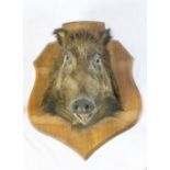 A LATE 19TH CENTURY DECORATIVE TAXIDERMY STUDY OF A WILD BOAR'S HEAD, mounted on a wooden shield,