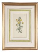 After R. Lancake - Botanical studies A set of five engravings by Miller, with hand colouring Each 33